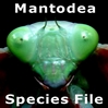 Mantodea S.F.