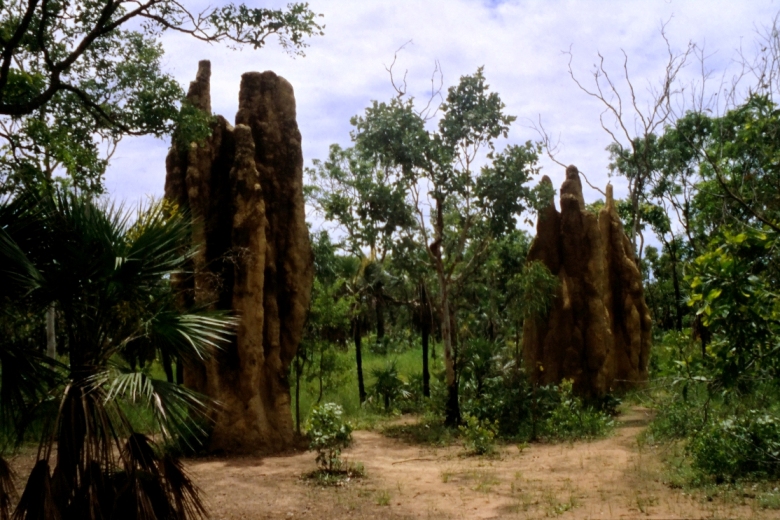 Cathedral Termites