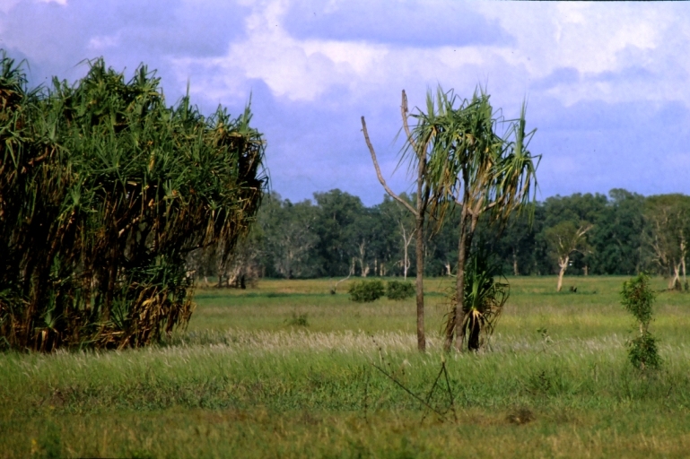 Pandanus