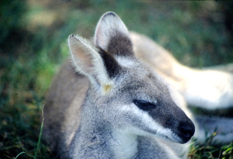 Kangaroo