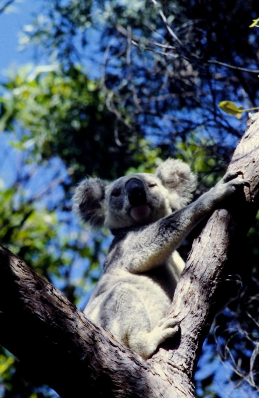 Koala