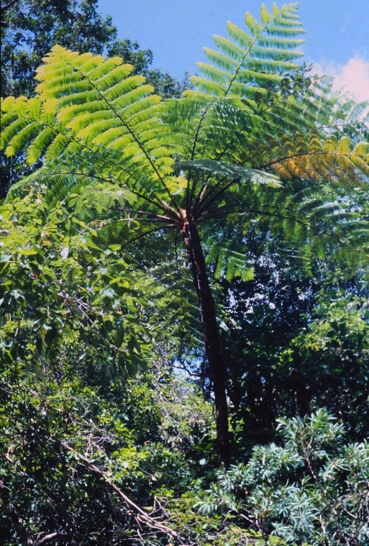 Regenwald