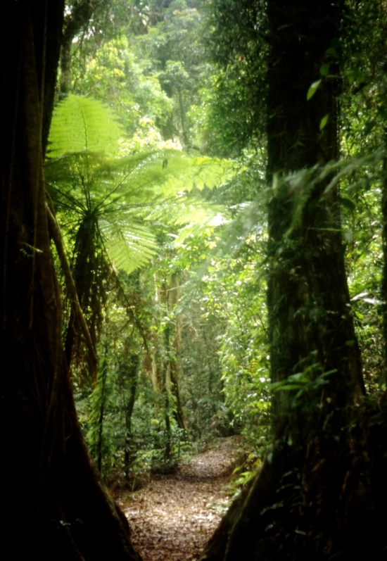 Regenwald