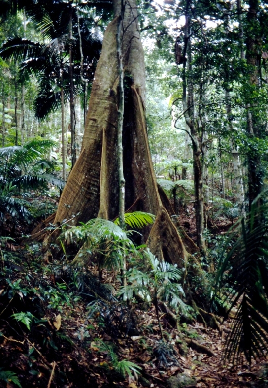 Lamington NP