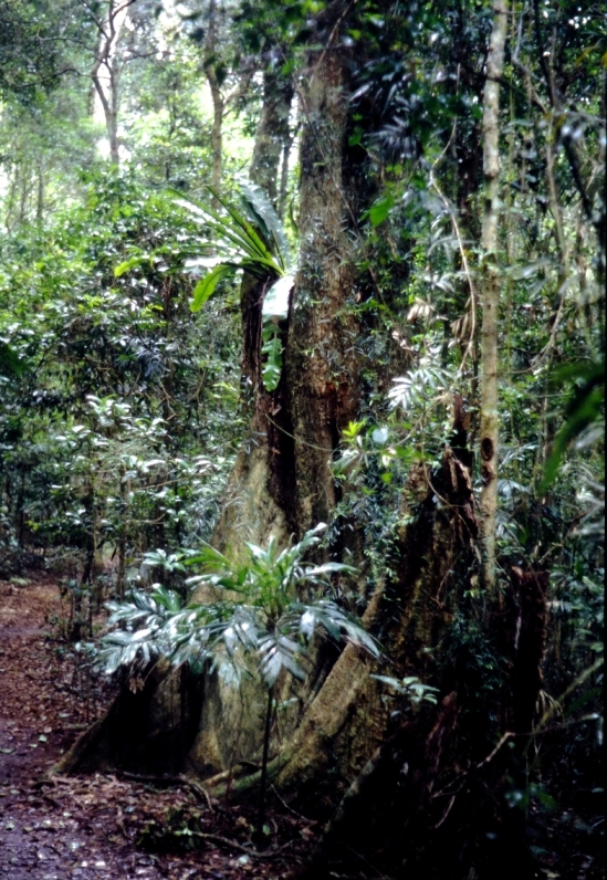 Lamington NP